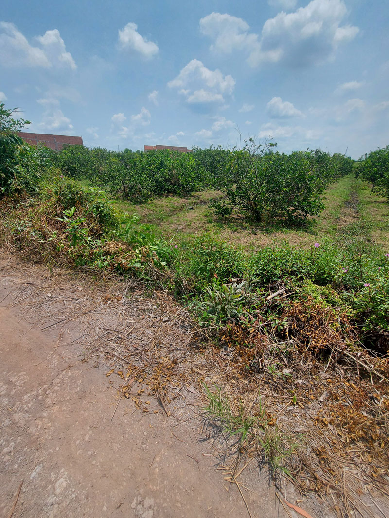 Đất vườn DT816 ngay trung tâm xã Bình Đức đang trồng nhiều loại cây ăn trái